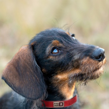 MAGNO MUTT - Cherry Red Magnetic Dog Collar